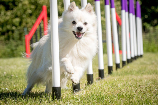 Vycki and Vinnie prepare for Crufts 2020