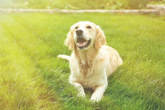 Learning Kindness From Your Dog