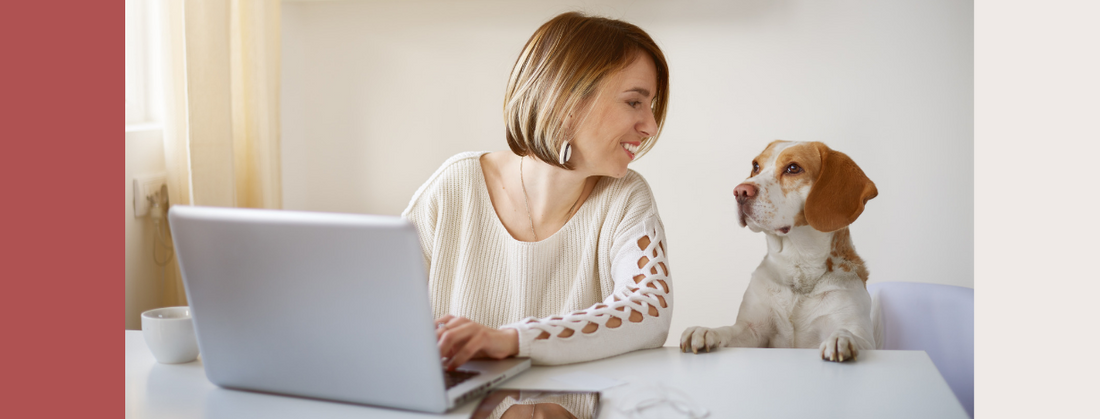 Tips on keeping your furry co-worker entertained