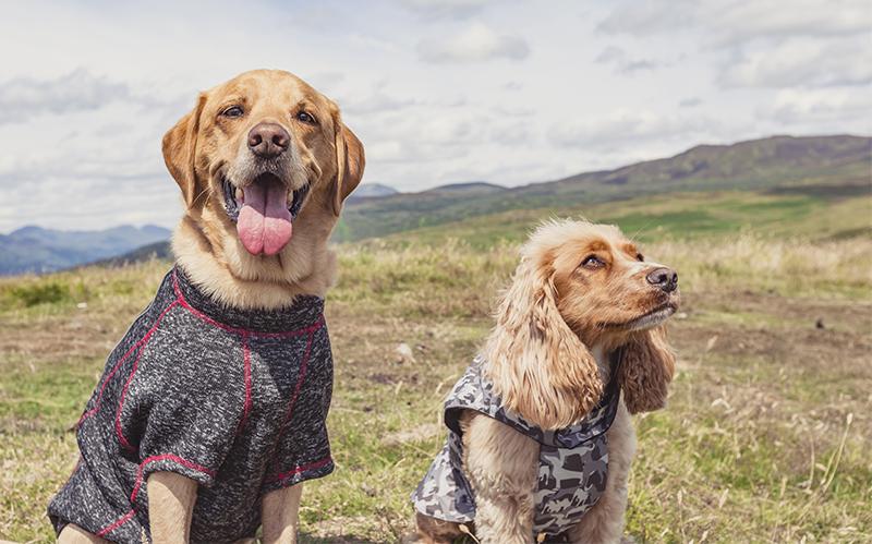 Essential Accessories for Dog Walking in Winter